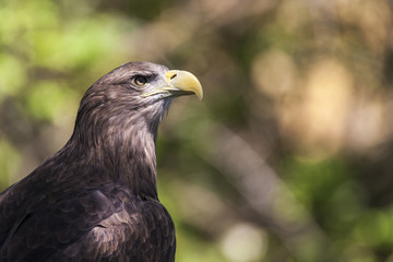 pigargo europeo