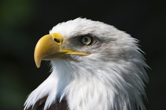 Aguila calva