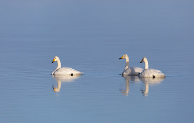 Whooper swans (Cygnus cygnus).