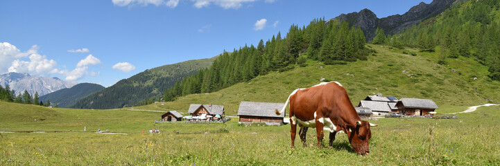 Fototapeta na wymiar Panorama Ursprungalm mit Kuh