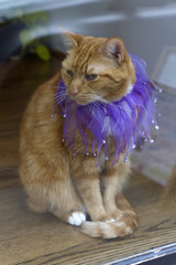 Naklejka premium Orange Cat and Purple Sequins