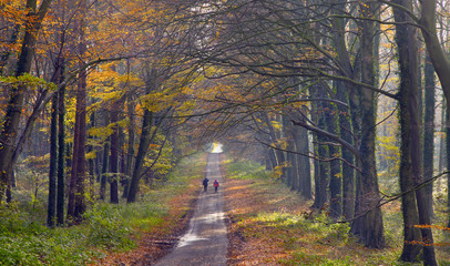 Naklejka premium Beech trees in Autumn Woodland Holkham Norfolk