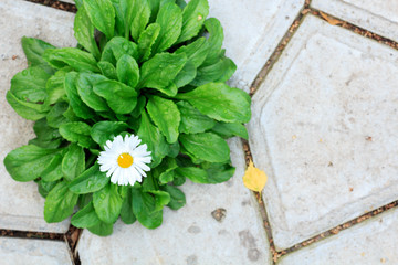 daisy sprouted through a concrete tile