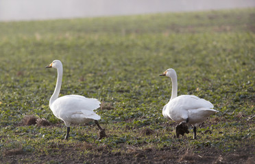 Whooper swans (Cygnus cygnus).
