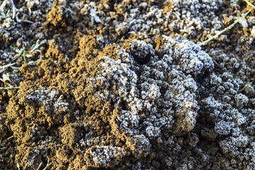 The soil and snow. Frozen ground. Background of the soil and snow