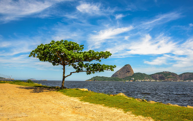 Lonely standing green tree and Guanabara Bay at sunny day with Sugarloaf Mountain in the...