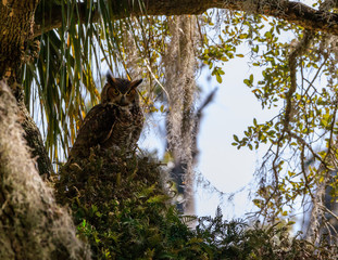 Great Horned Owl