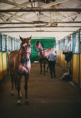 Fototapeta premium horse in the stables preparing for races