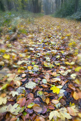 An abstract view of Beech trees in Autumn Woodland Holkham Norfolk