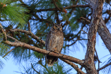 Great Horned Owl