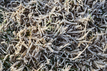 Background of frosted grass. Frost on the grass
