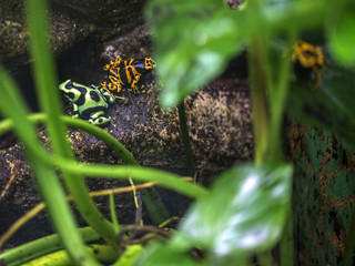 Poison dart frogs
