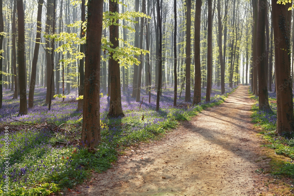 Sticker hiking path in spring flowering forest