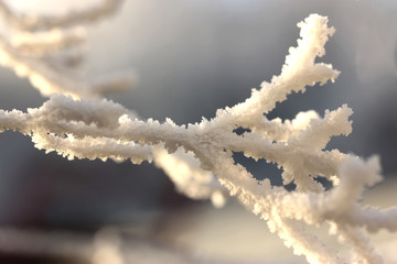 givre sur une branche