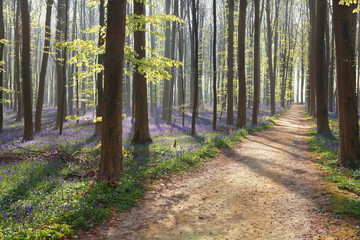Obraz premium hiking path in spring flowering forest