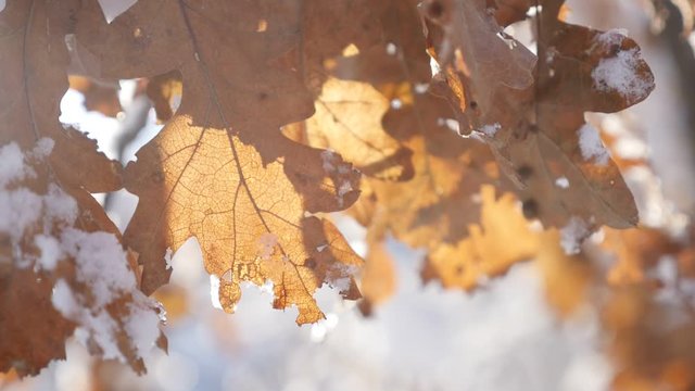 Snowflake crystals and ice on tree branches shallow DOF slow-mo 1920X1080 HD footage - Oak forest golden leaves under snow slow motion on early morning 1080p FullHD video
