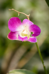 Obraz premium Purple orchid