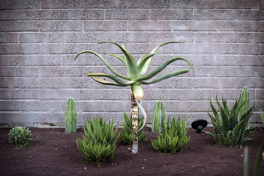 Various cactus growing on field in backyard