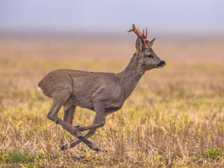 Roe deer running