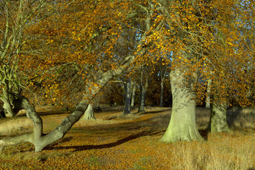 Beech Fagus sylvatica Autumn Leaves