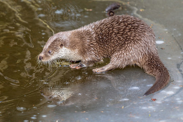 Obraz premium Otter on frozen river