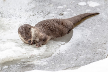 Obraz premium Otter resting on ice