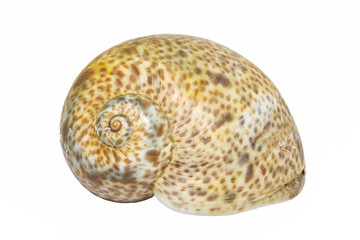 Single  sea shell  of marine snail isolated on white  background