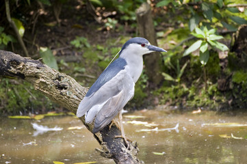 Black-crowned night-heron on branch in the forest