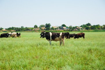 Herd of cows grazing