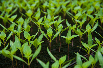 Young plants in greenhouse, close up