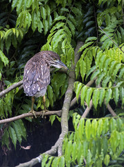 Cub of black-crowned night-heron on branch in the forest