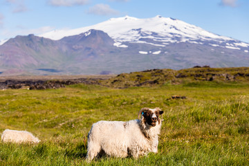 Sheep ram grazing in front of glacier