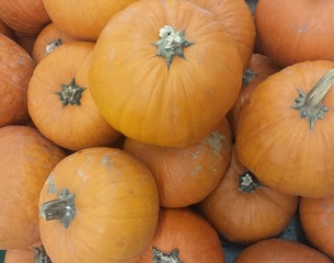 many orange pumpkins for sale at the vegetable market