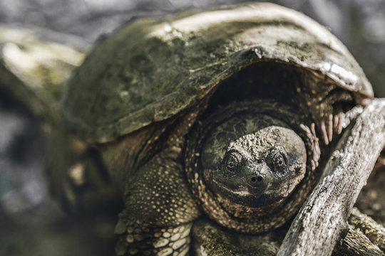 Portrait of tortoise on sunny day