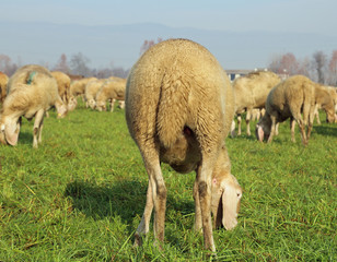 Obraz na płótnie Canvas sheep photographed from behind in a large sheep flock