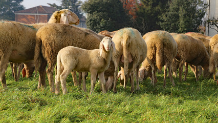 Flock with many sheep grazing in the meadow