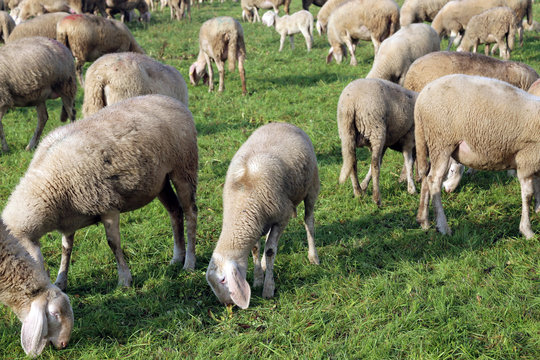 Flock with sheep grazing in the meadow