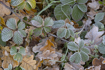 Bramble leaves Rubus fruticosus frost covering in Winter