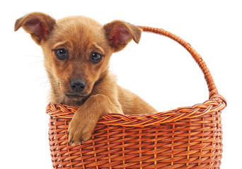 Puppy in a basket.