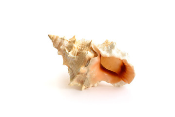 Sea shell on white background