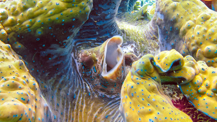 Close up of Colorful giant clam Tridacna gigas grows in the shallows Raja Ampat, Indonesia. © Igor Tichonow