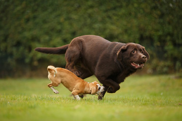 Welpe spielt mit Labrador