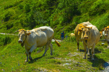 france; hautes pyrénées; ilehou path : cow