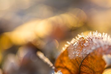 Close up of fallen leaf with rime
