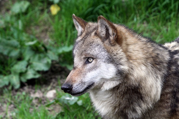 Seitliches Portrait eines Wolfes