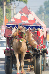Naklejka premium camel market Pushkar festival india street life and street food snacks