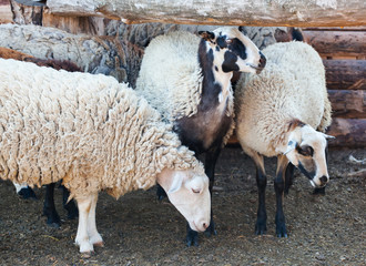 flock of sheep out of corral for the cattle in the pasture.Breeding animals on the farm.