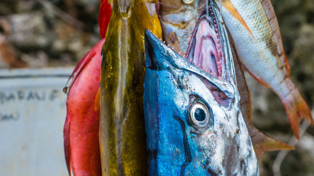 Fresh Fish to buy on Painemo Island, Raja Ampat, West Papua, Indonesia