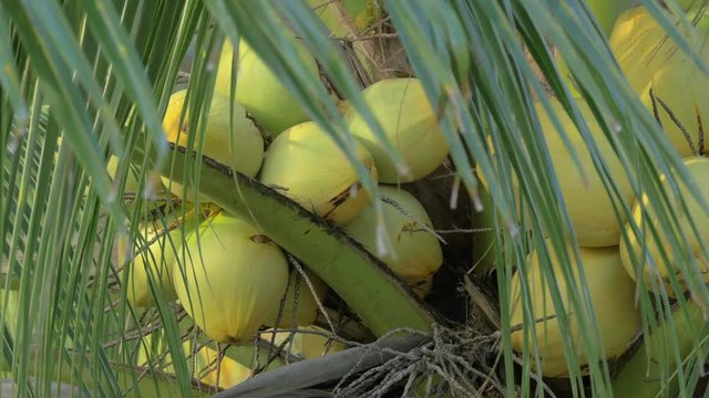 View of close up yellow green coconut in the bunch on coconut palm tree with huge leaves