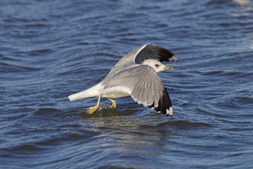 Common Gull Larus canus in flight over coastal creek Winter Norfolk